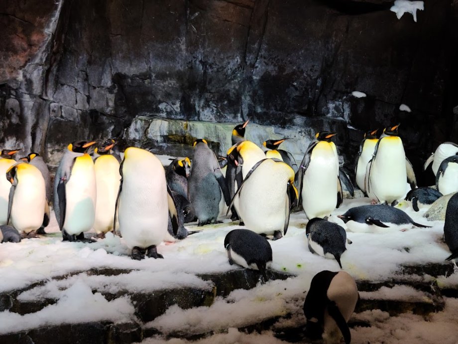 SeaWorld Orlando - Foto 5