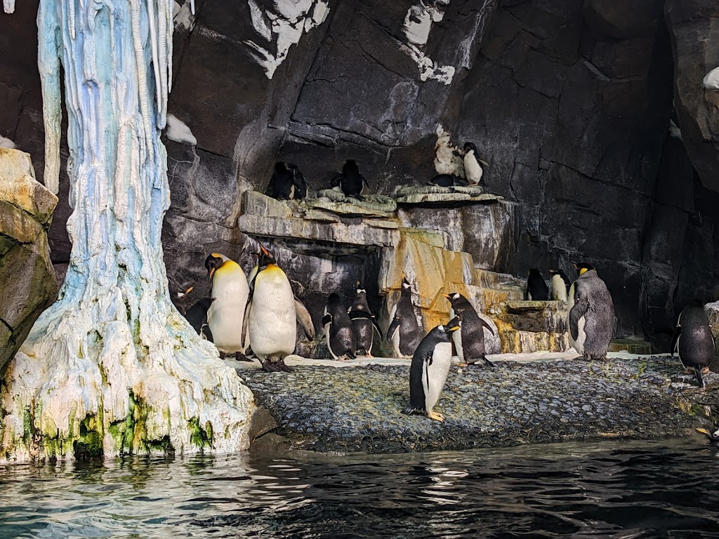 SeaWorld Orlando - Foto 1