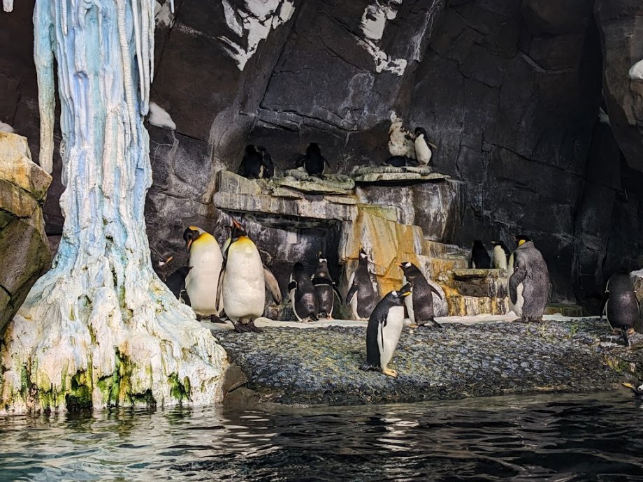 SeaWorld Orlando - Foto 13