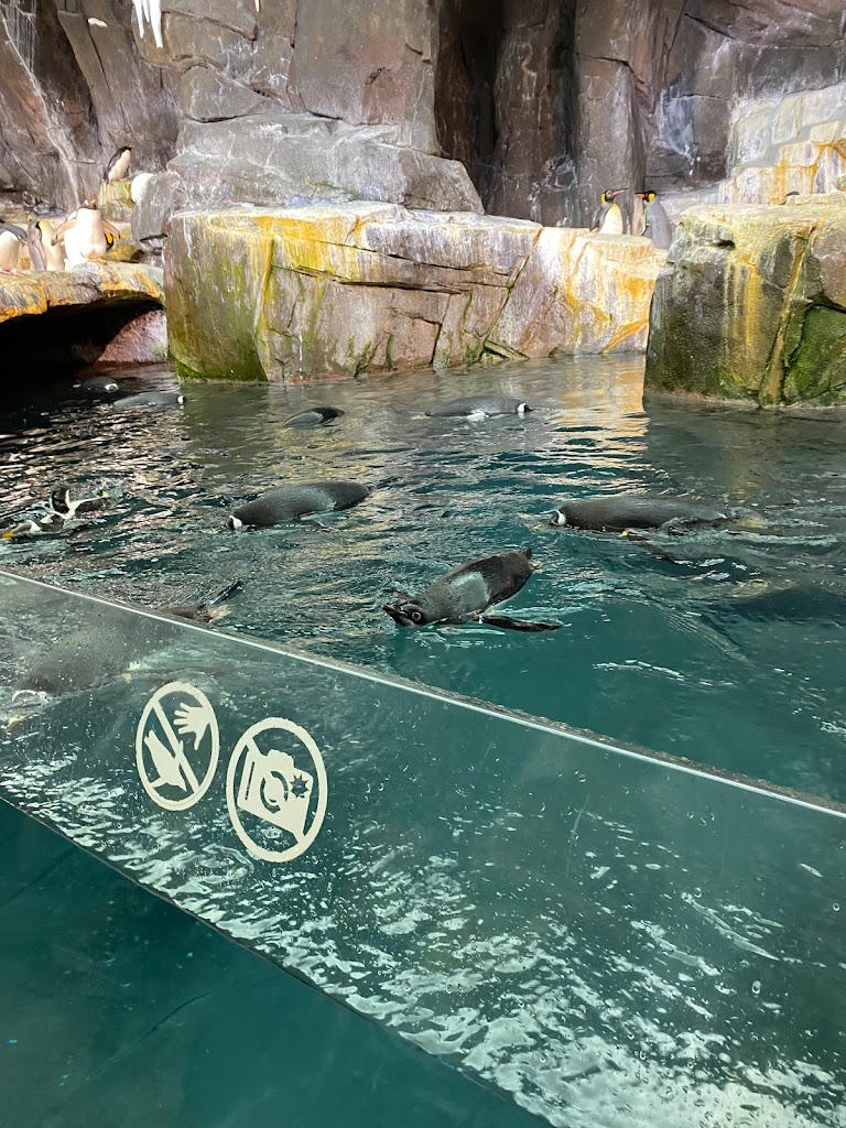 SeaWorld Orlando - Foto 15