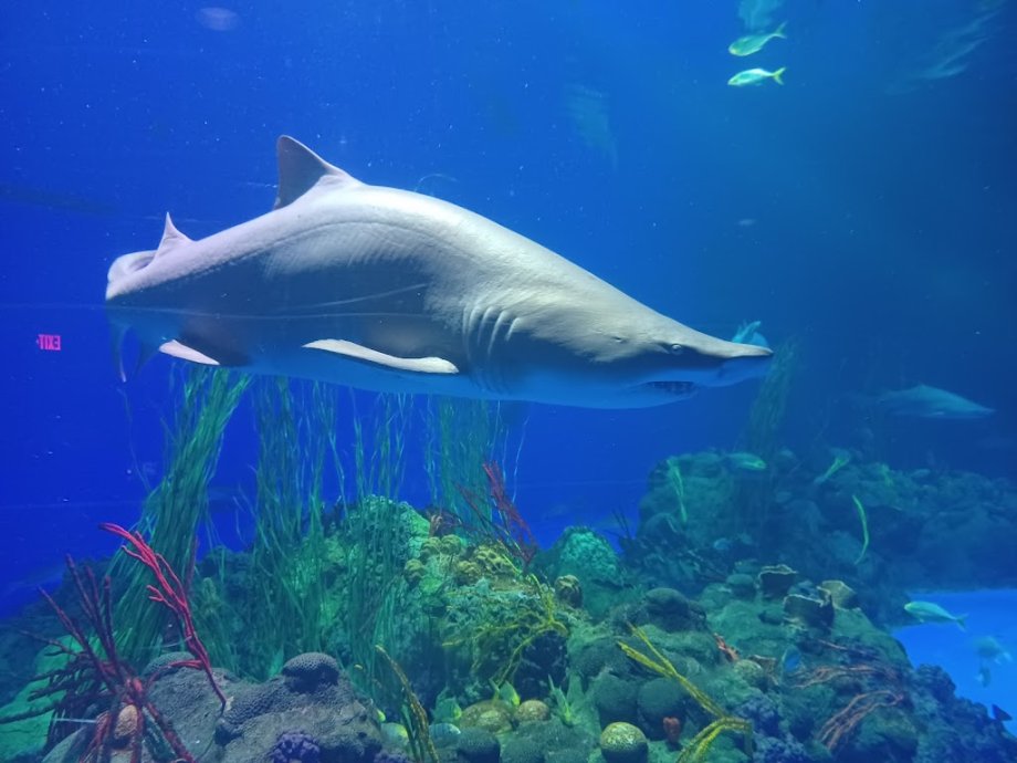 SeaWorld San Antonio - Foto 11