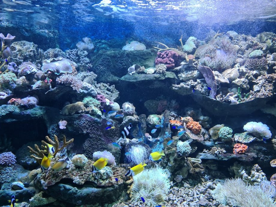 Sea World Ancol - Foto 3