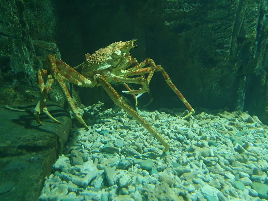 Sea World Ancol - Foto 1