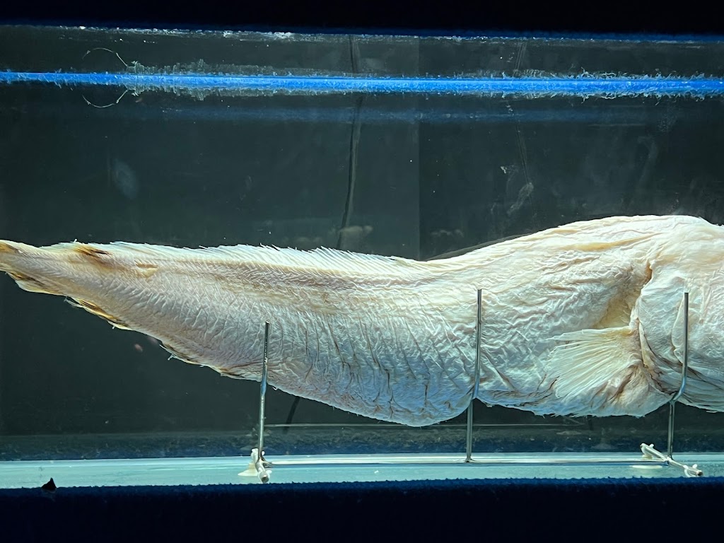 Sea World Ancol - Foto 1