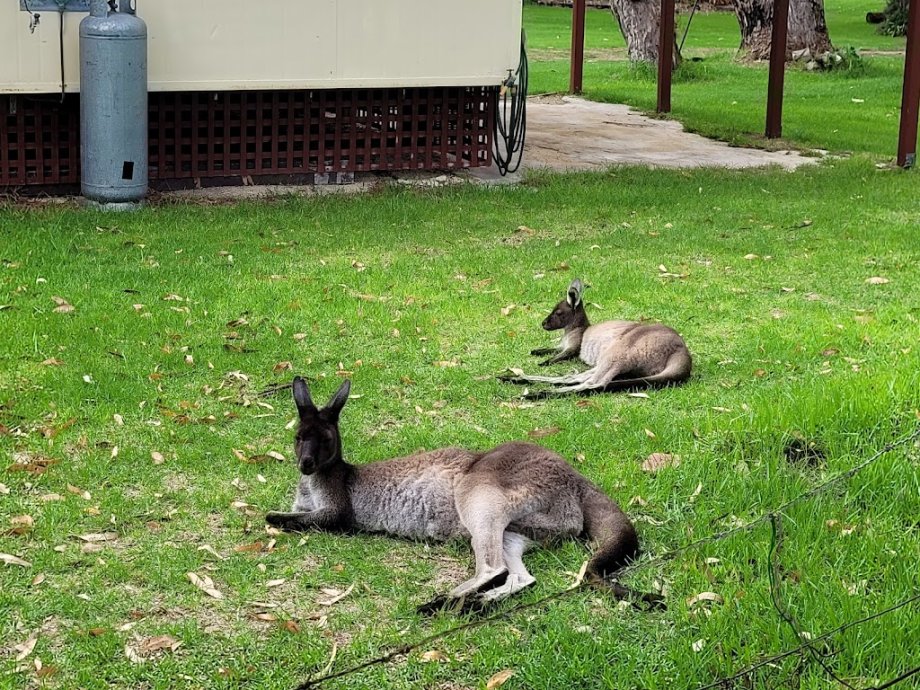 BIG4 Denmark Ocean Beach Holiday Park - Foto 7