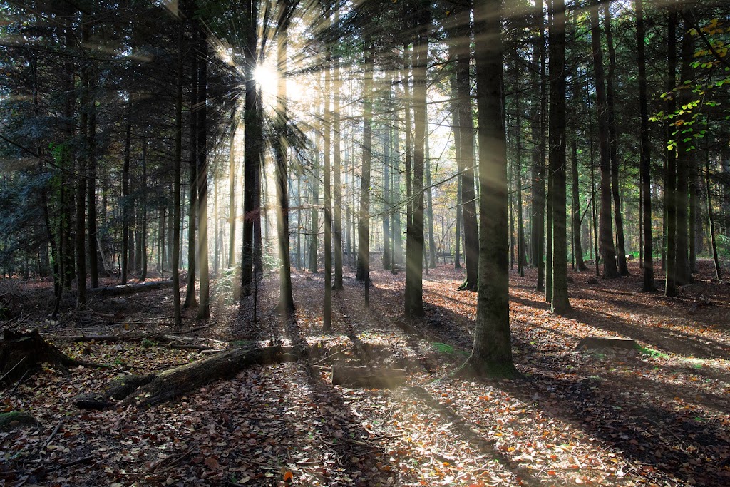 Waldspielplatz, Grillstelle - Foto 1