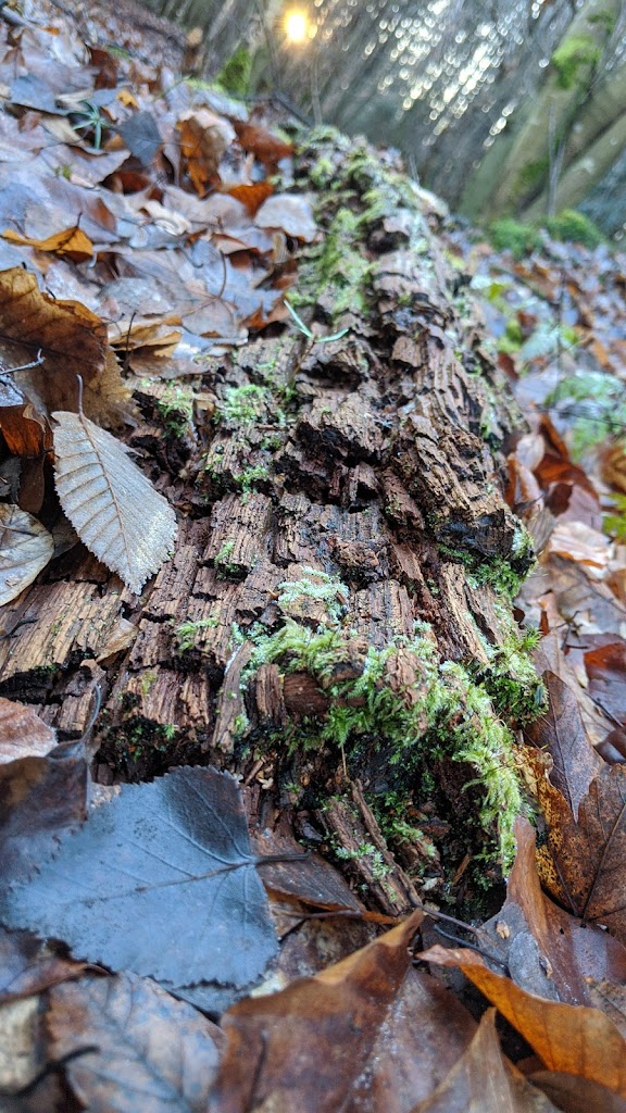 Waldspielplatz, Grillstelle - Foto 1