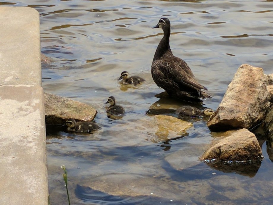 Wentworth Falls Lake Playground - Foto 6