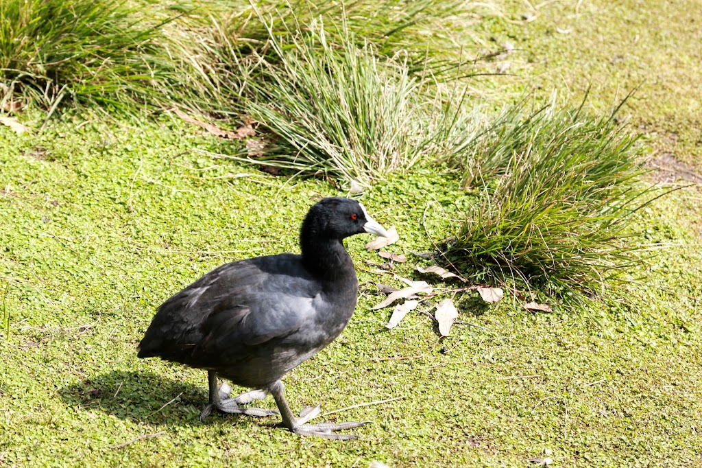 Wentworth Falls Lake Playground - Foto 1