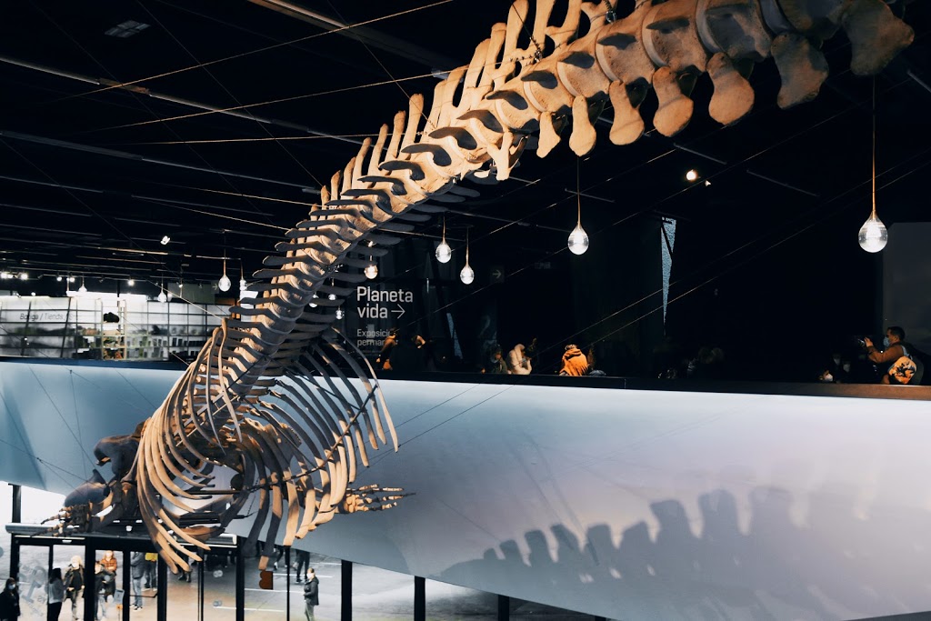 Museu de Ciències Naturals de Barcelona - Foto 1