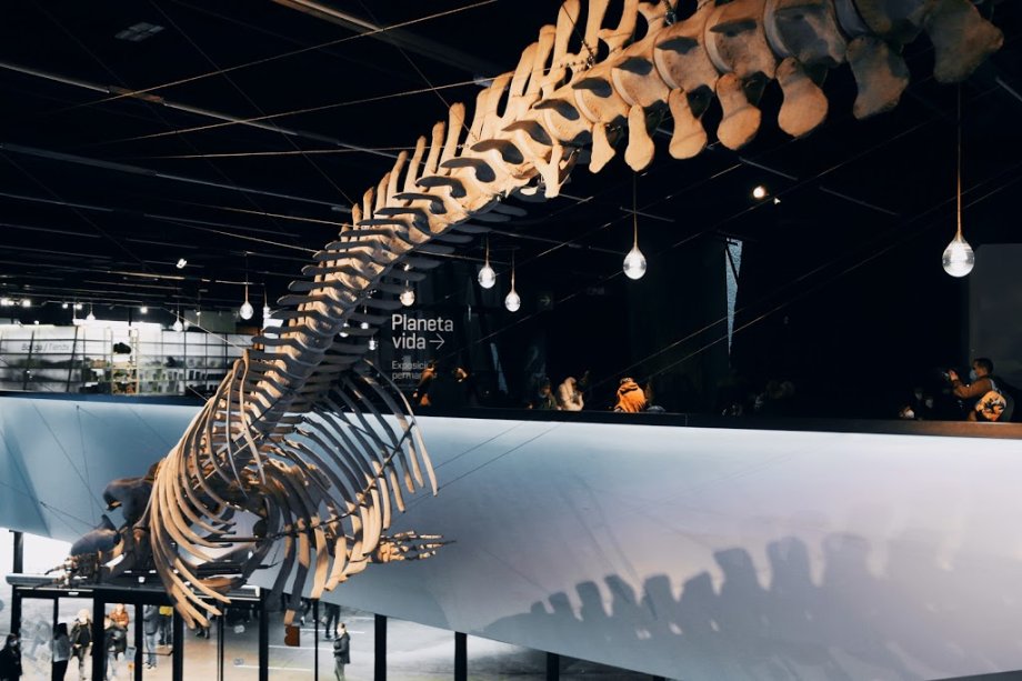 Museu de Ciències Naturals de Barcelona - Foto 14