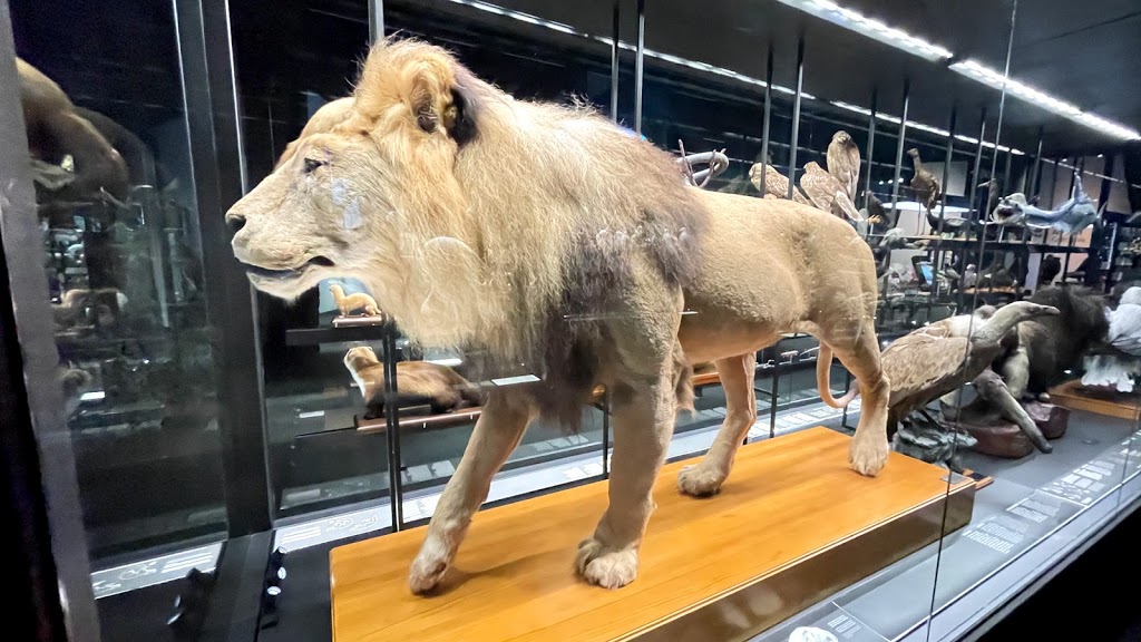 Museu de Ciències Naturals de Barcelona 6