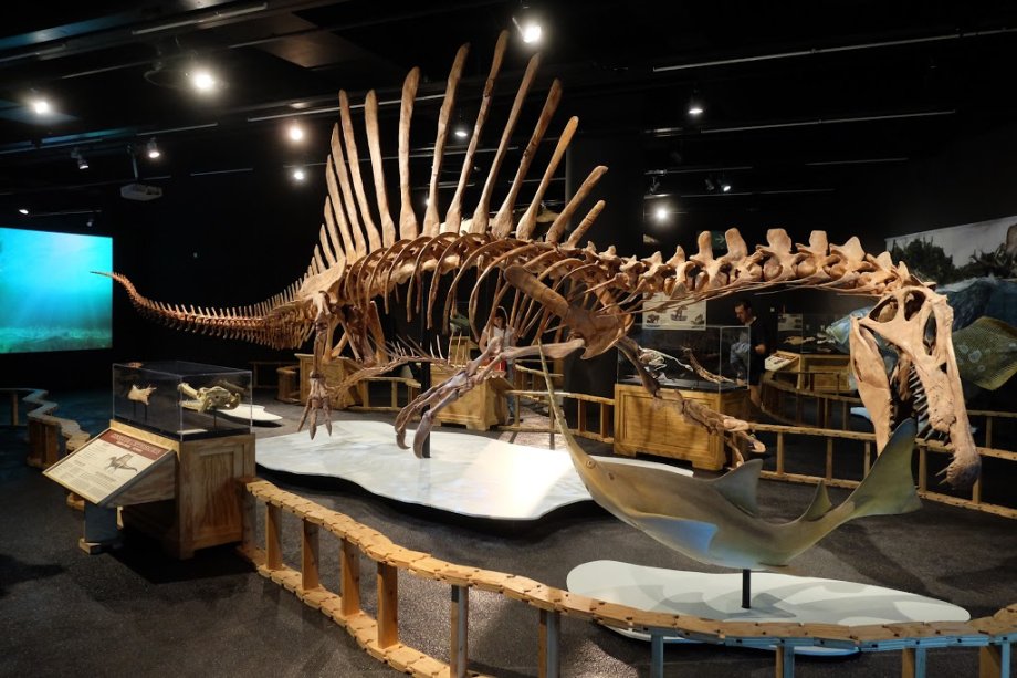 Museu de Ciències Naturals de Barcelona - Foto 19