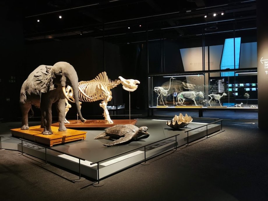 Museu de Ciències Naturals de Barcelona - Foto 20