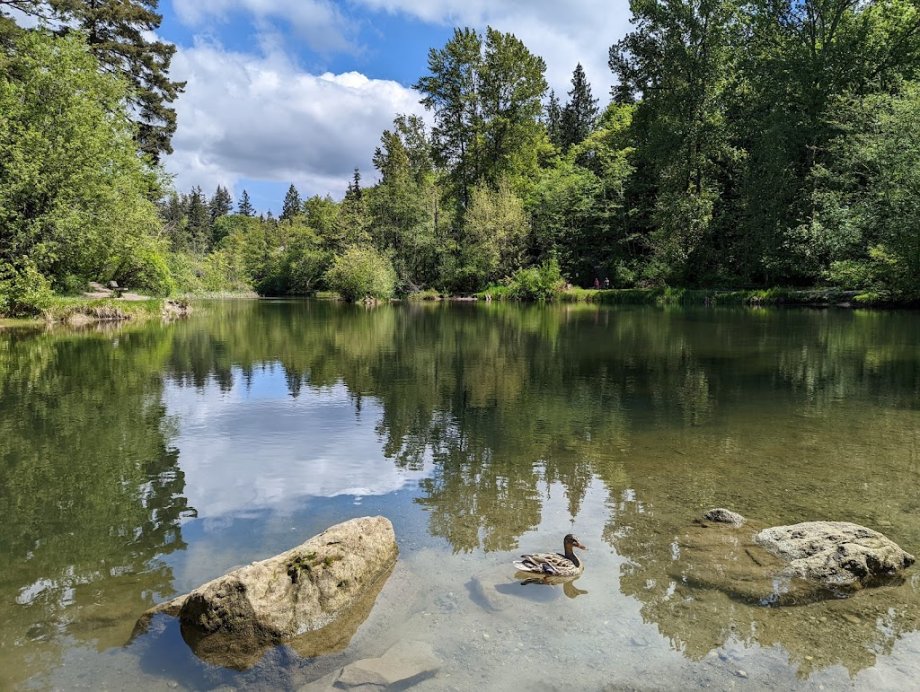 Whatcom Falls Park - Foto 7