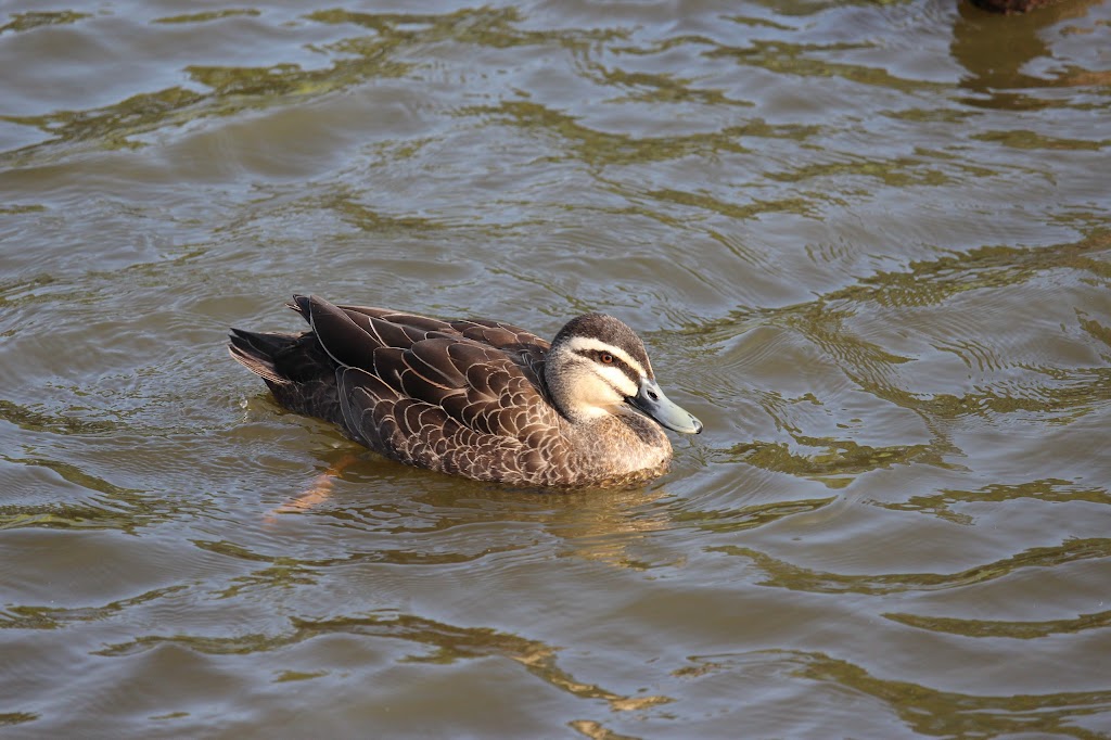 Riverdale Park - Foto 1