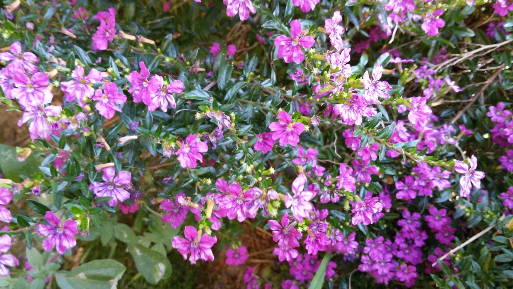 Mesón Xerfa - Foto 1