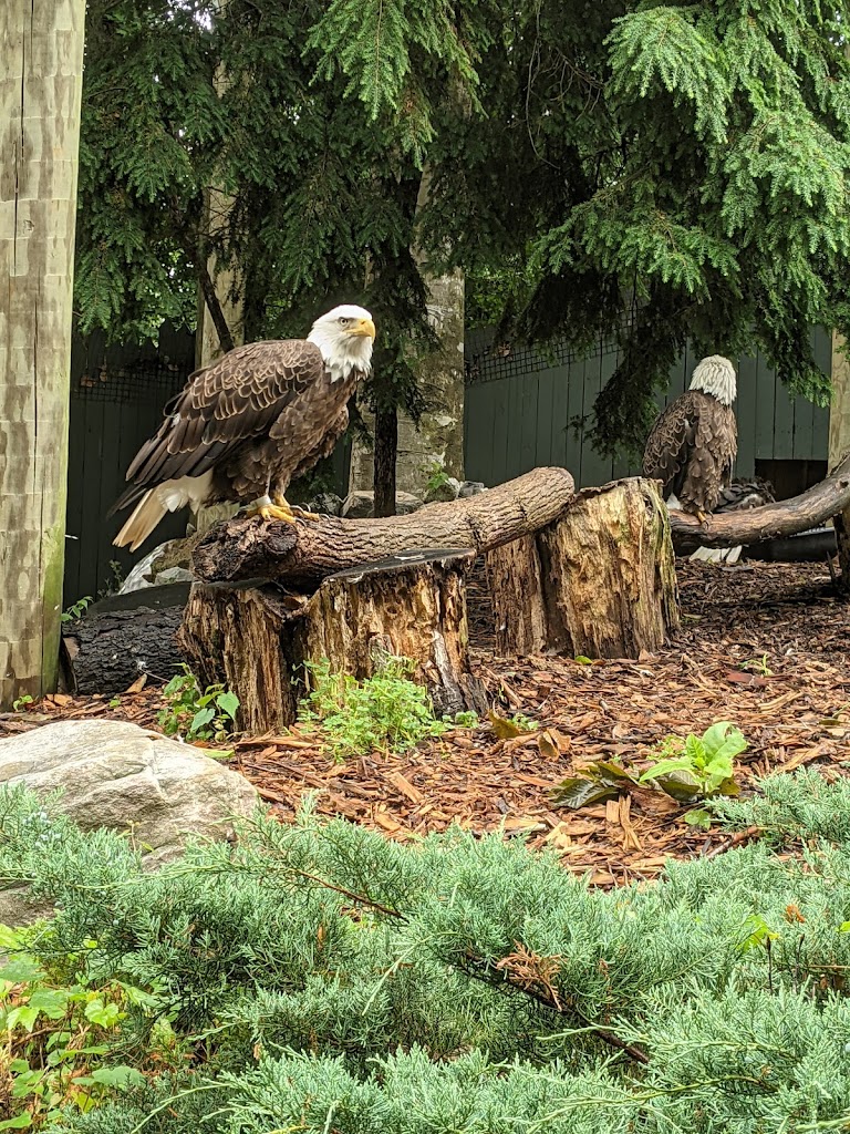 Busch Gardens Williamsburg - Foto 1