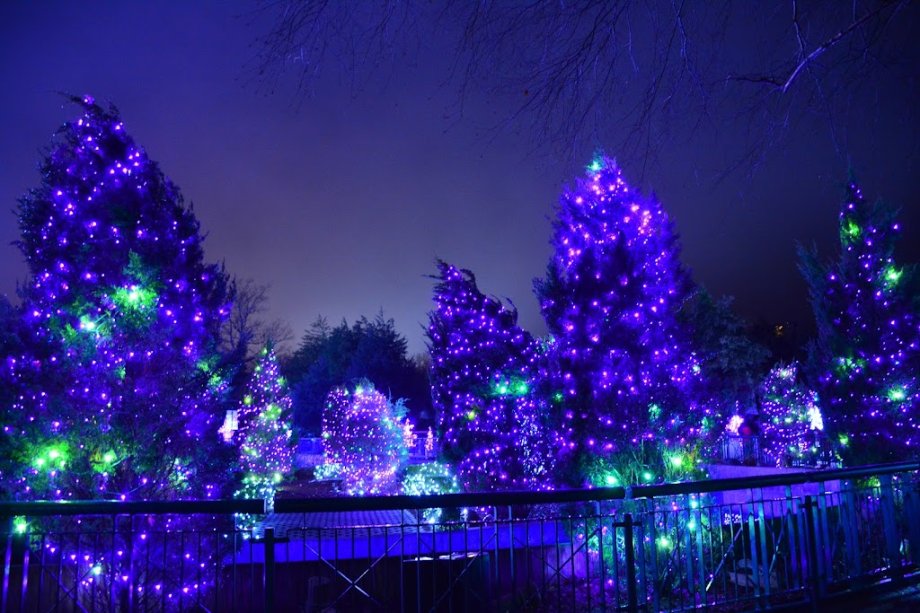 Busch Gardens Williamsburg - Foto 10