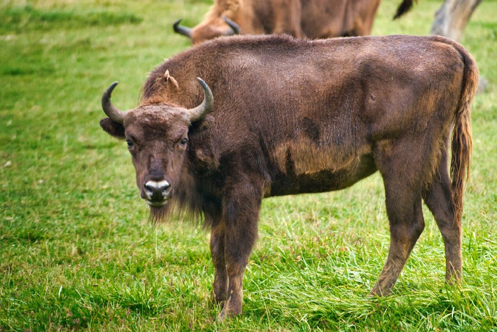 Wildlife and Leisure Park Allensbach - Foto 1