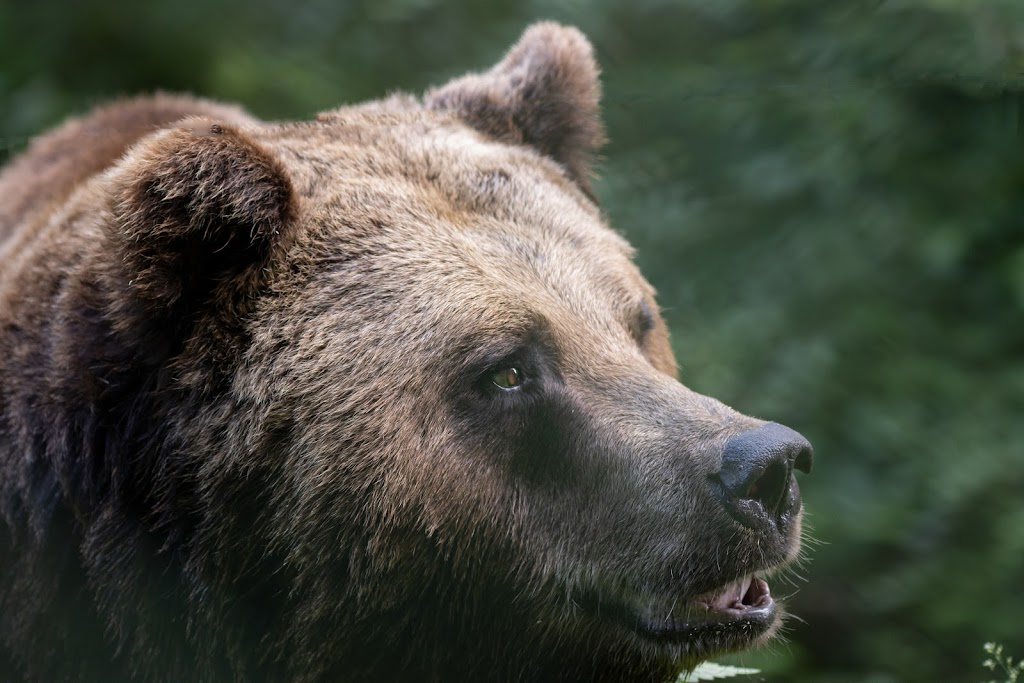 Wildlife and Leisure Park Allensbach - Foto 1