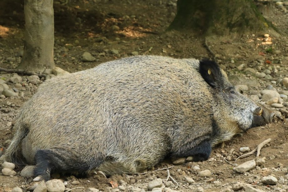 Wildlife and Leisure Park Allensbach - Foto 8