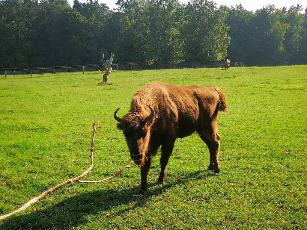Wildlife and Leisure Park Allensbach - Foto 1
