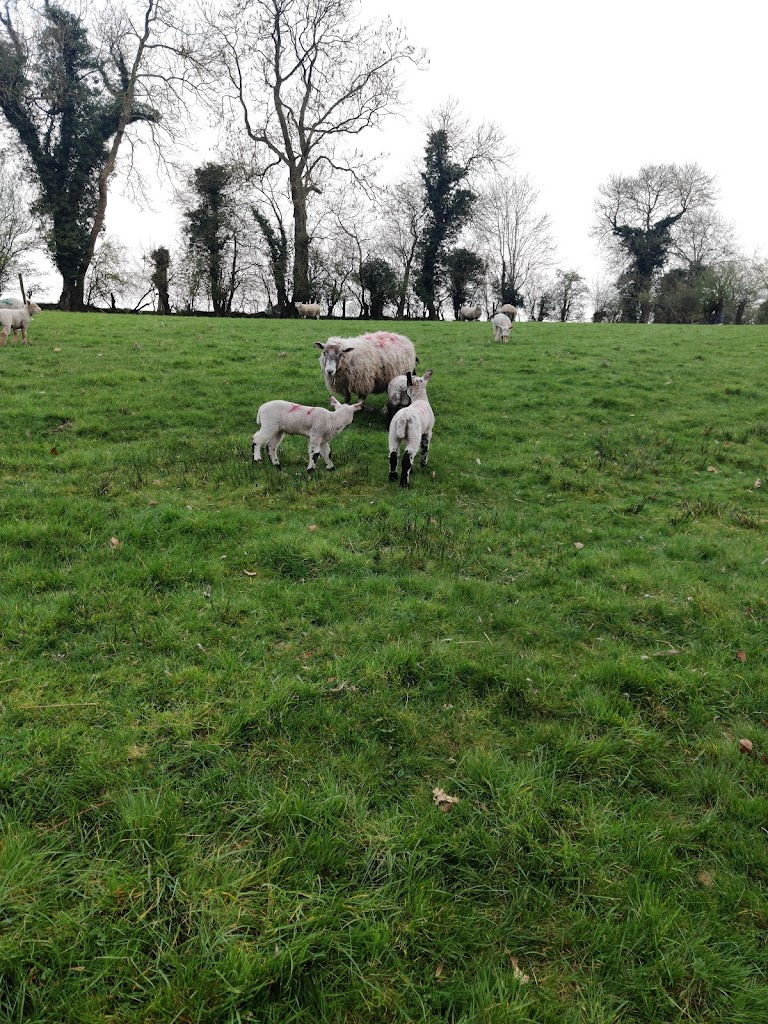 Scarva Park - Foto 1