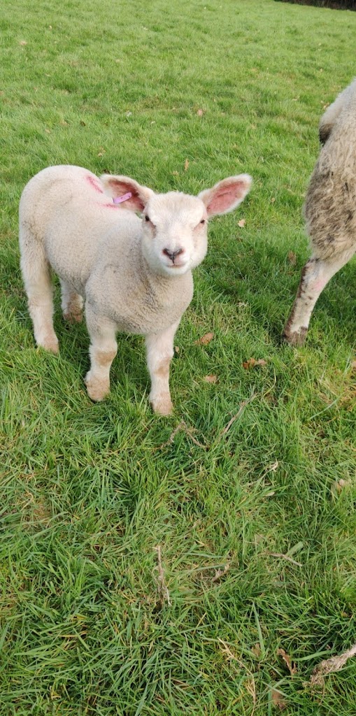 Scarva Park - Foto 1