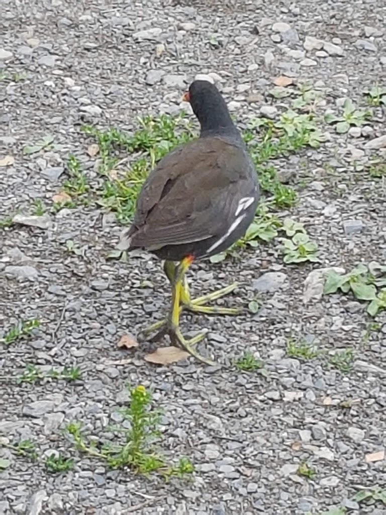 Scarva Park - Foto 1