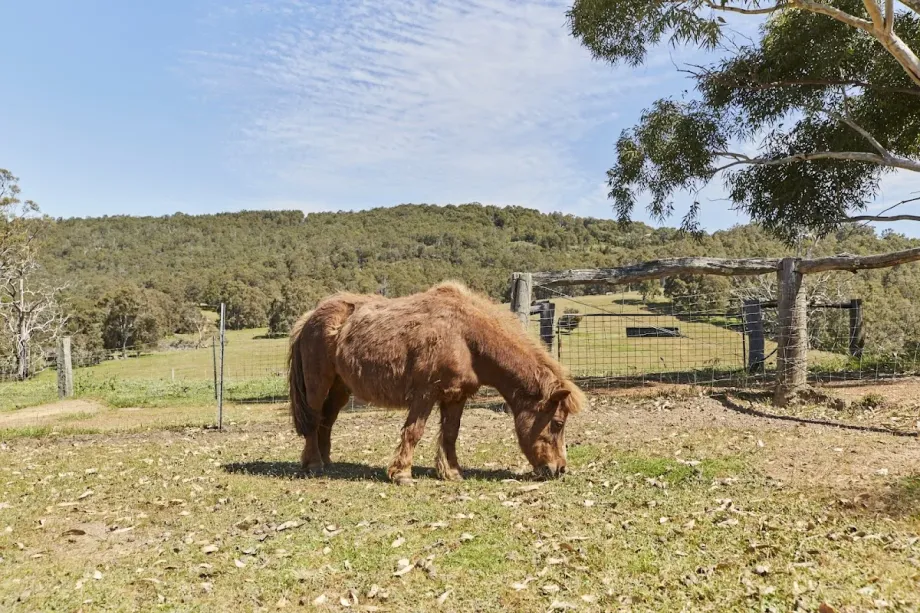 Blue Hills Farmstay - Foto 6