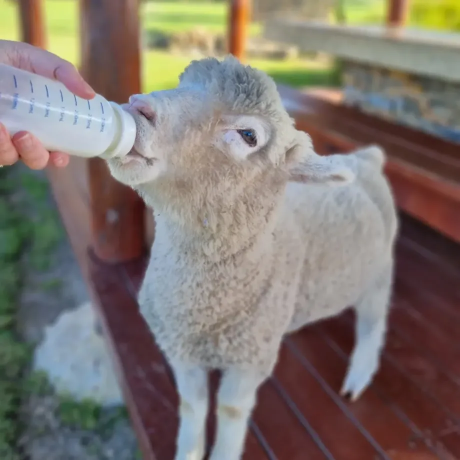 Blue Hills Farmstay - Foto 10