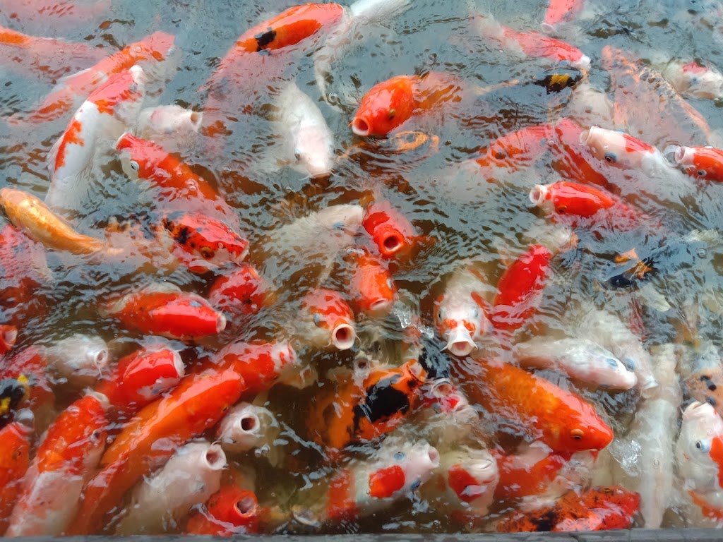 Talaga Sampireun - Cikarang - Foto 1