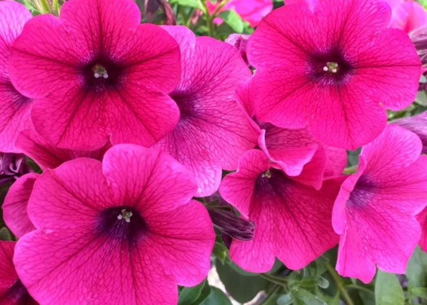 Victoria Farm Garden Centre - Abbey View Cafe 2