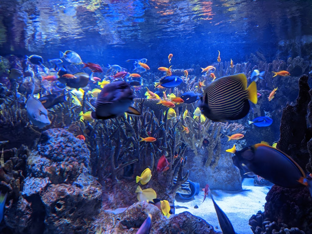 New England Aquarium - Foto 1