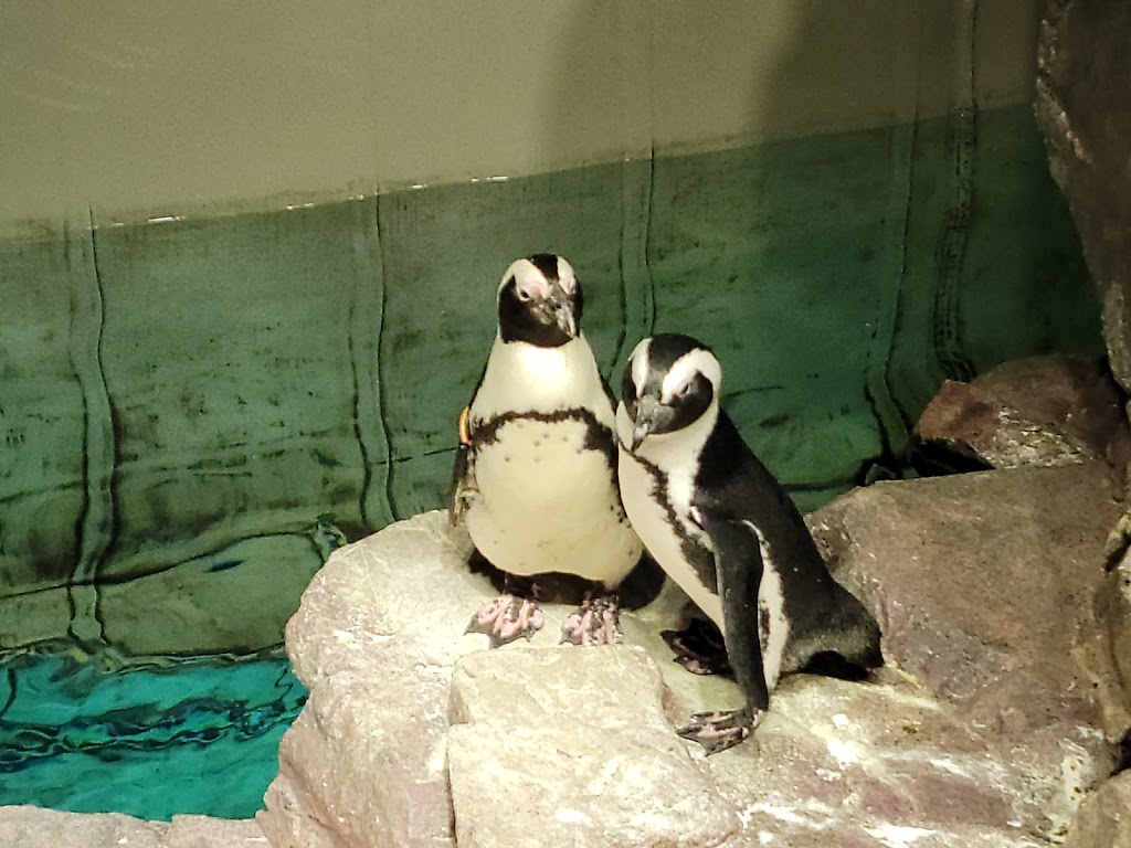 New England Aquarium - Foto 1