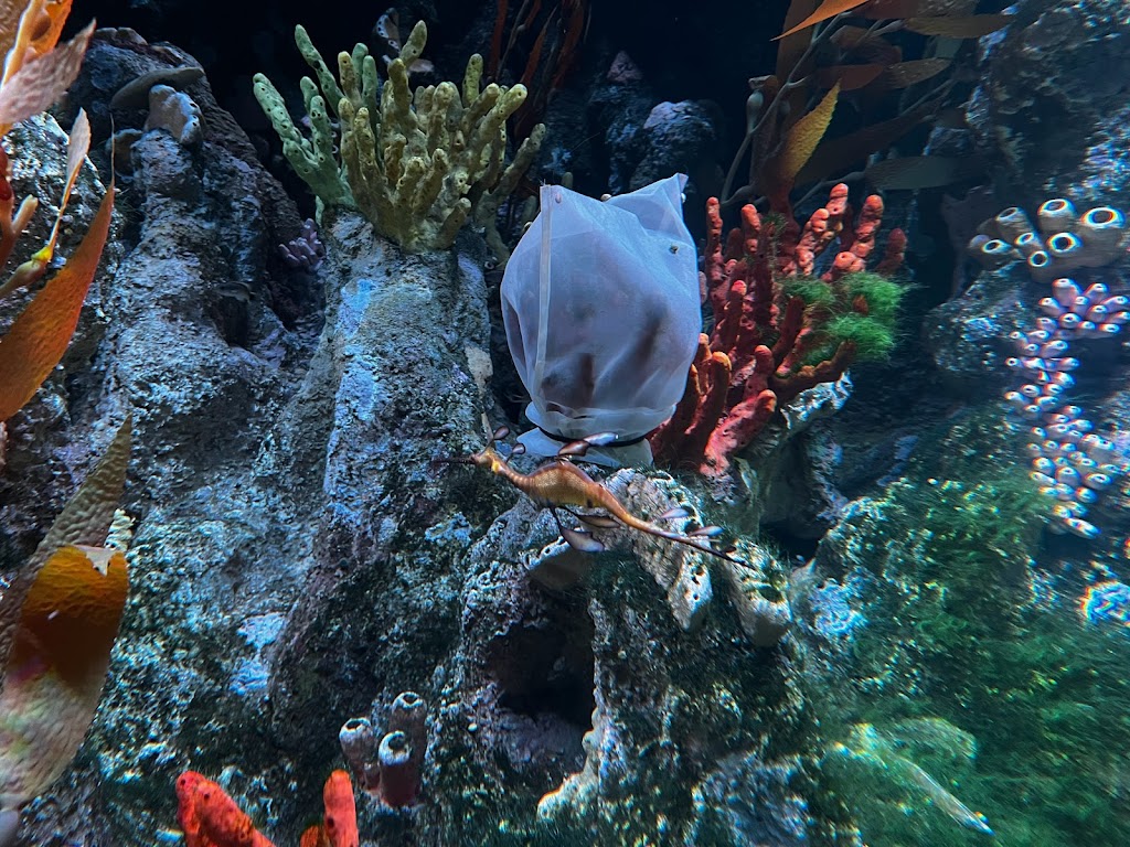New England Aquarium - Foto 1