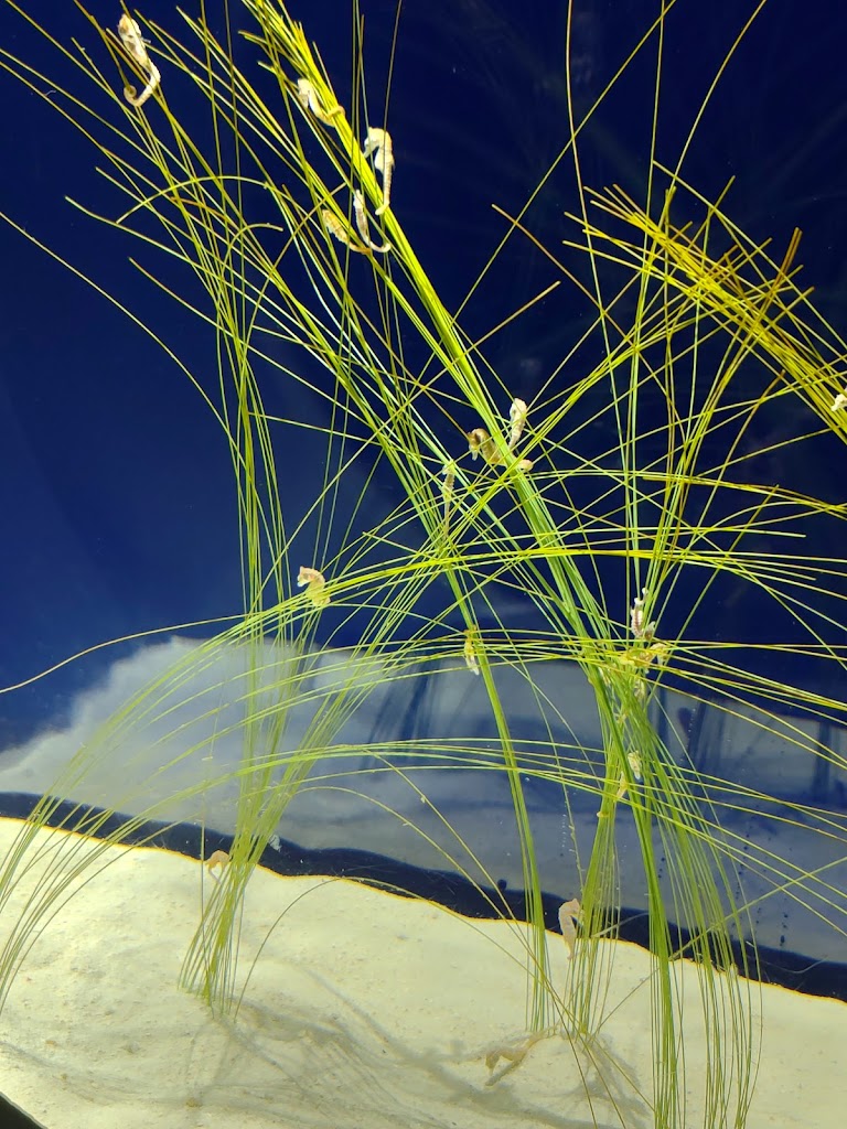 New England Aquarium - Foto 1