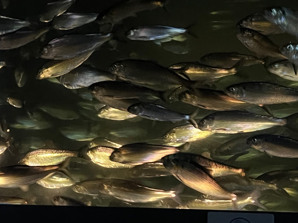 New England Aquarium - Foto 1