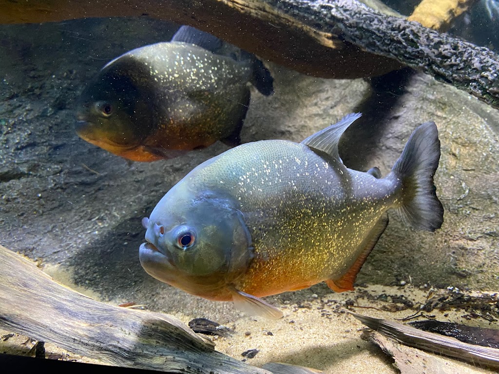 New England Aquarium - Foto 1