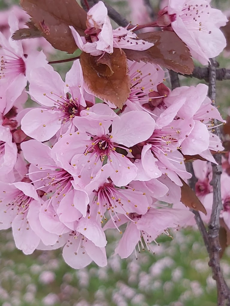 Parque La Chopera - Foto 10