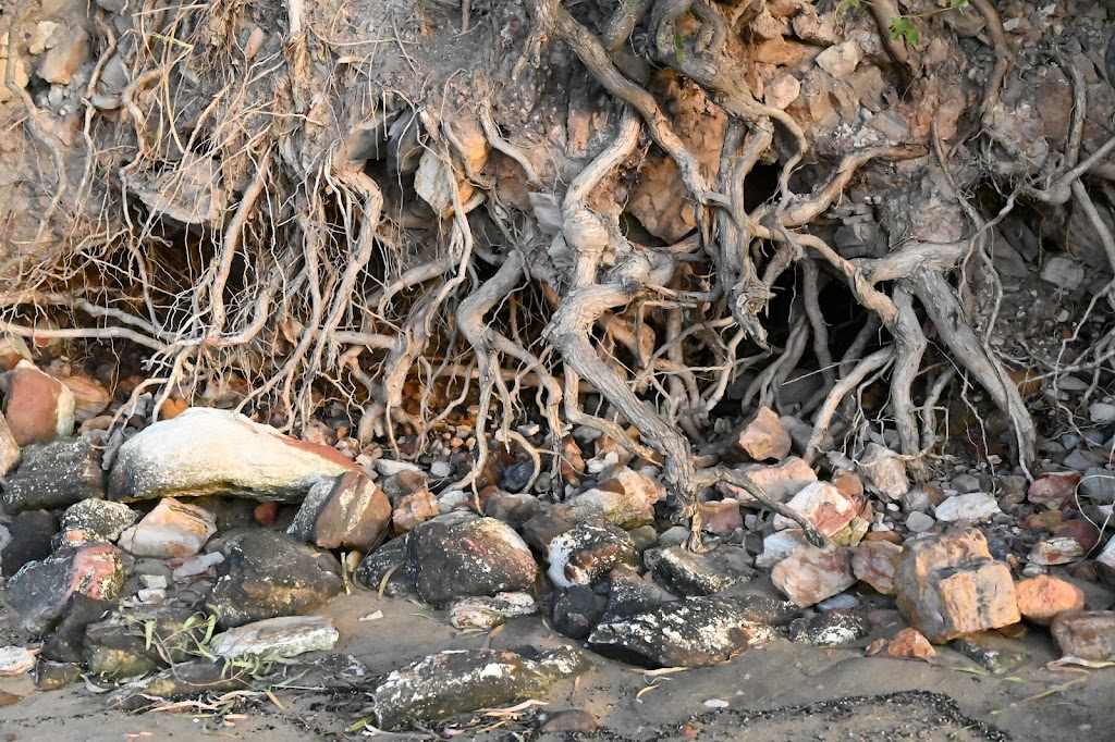 Colmslie Beach Reserve - Foto 1