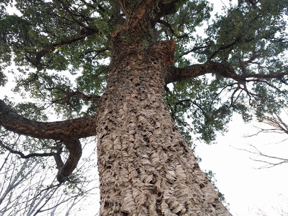 Parque da Cachada - Foto 10