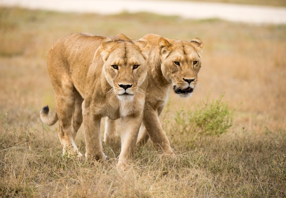 Monarto Safari Park - Foto 2