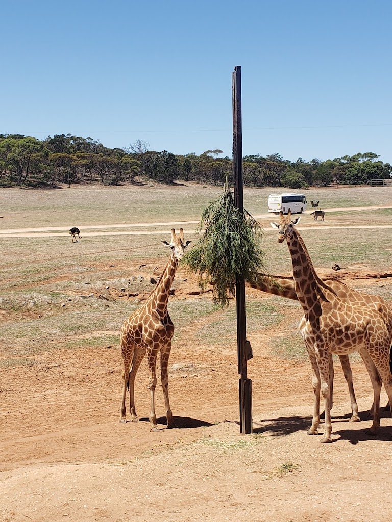 Monarto Safari Park - Foto 4
