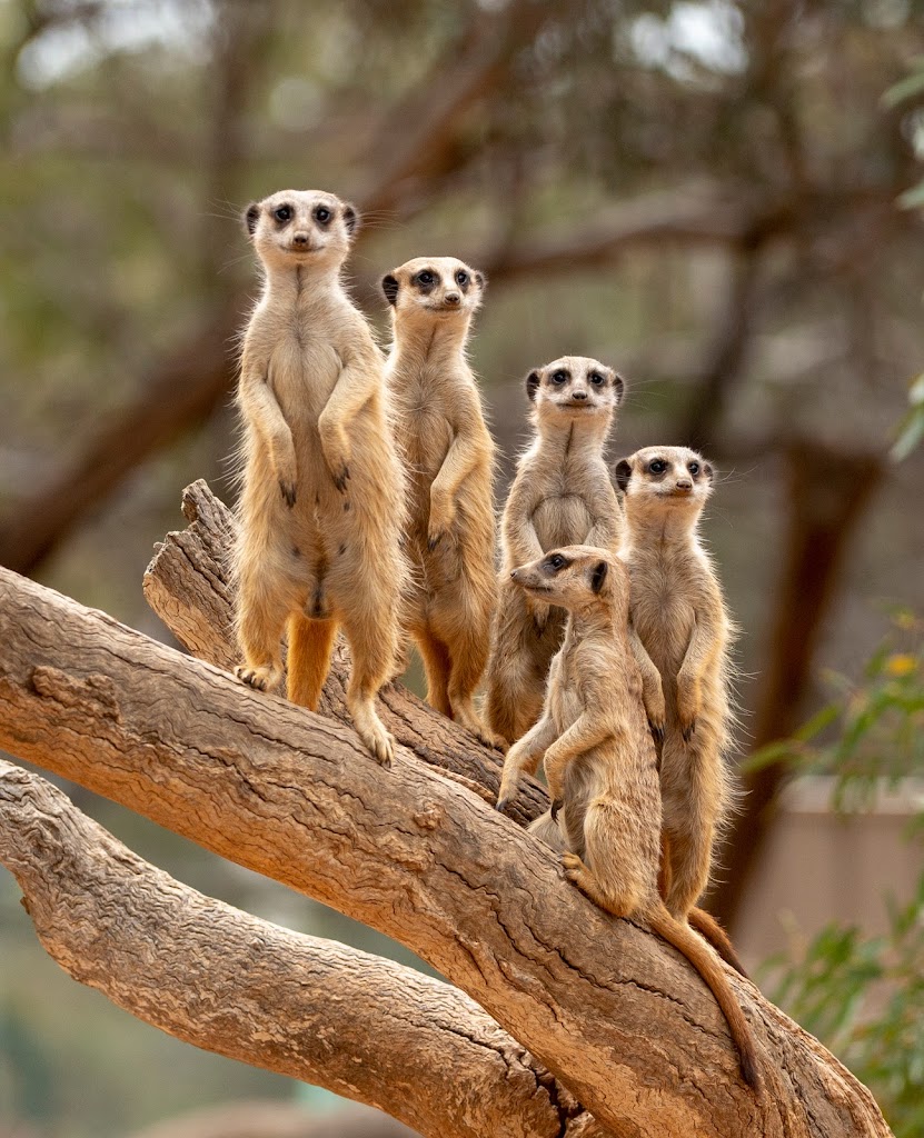 Monarto Safari Park - Foto 6