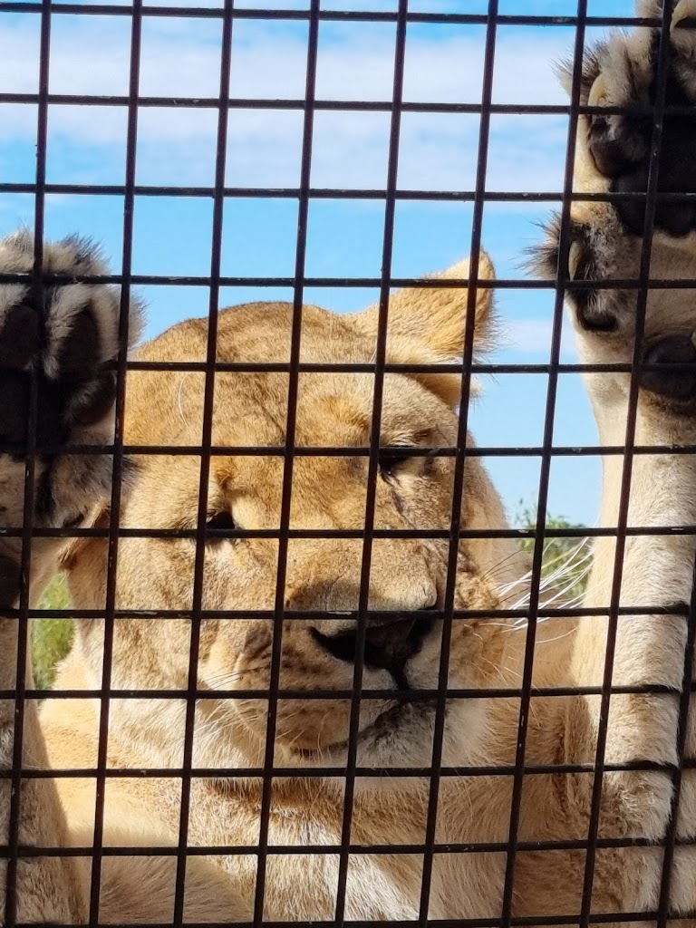 Monarto Safari Park - Foto 7