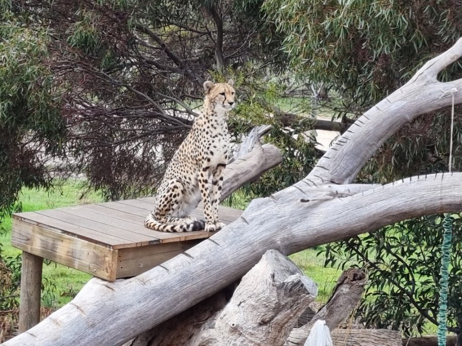 Monarto Safari Park - Foto 8