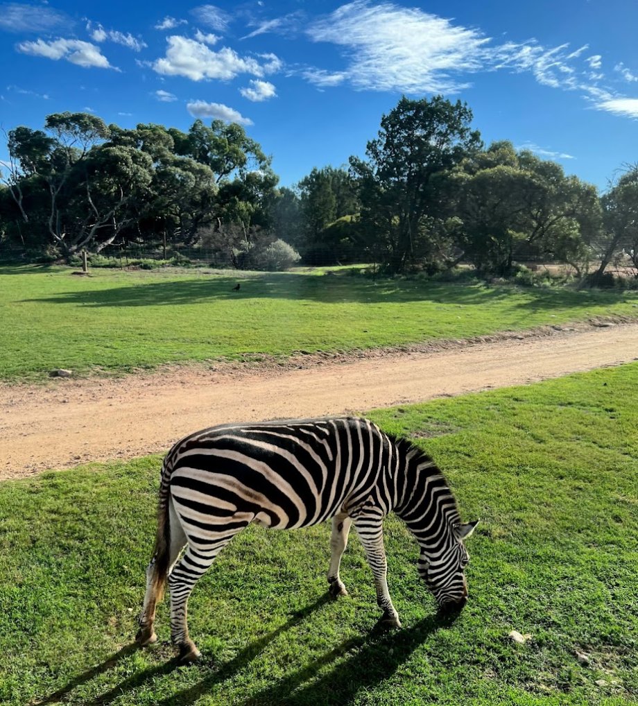 Monarto Safari Park - Foto 9