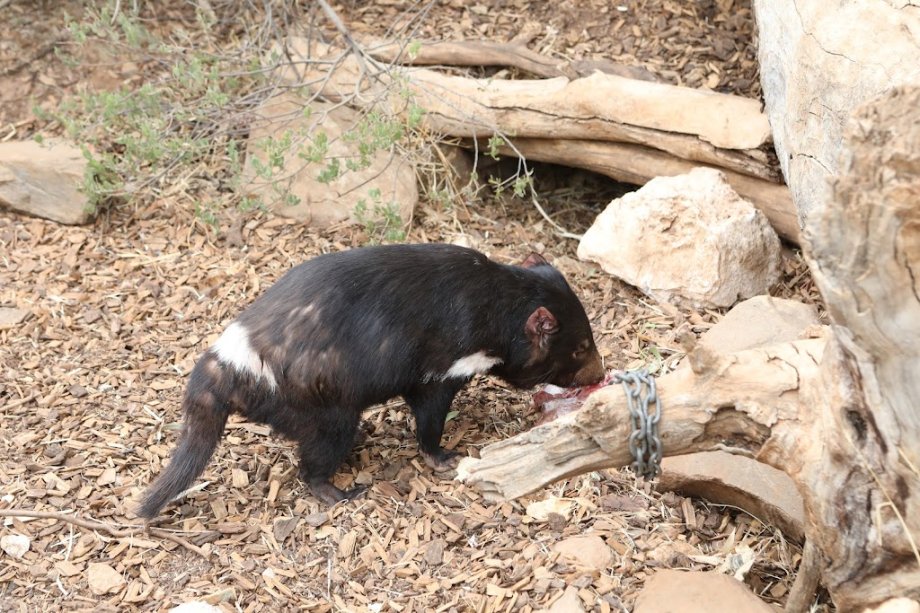 Monarto Safari Park - Foto 10